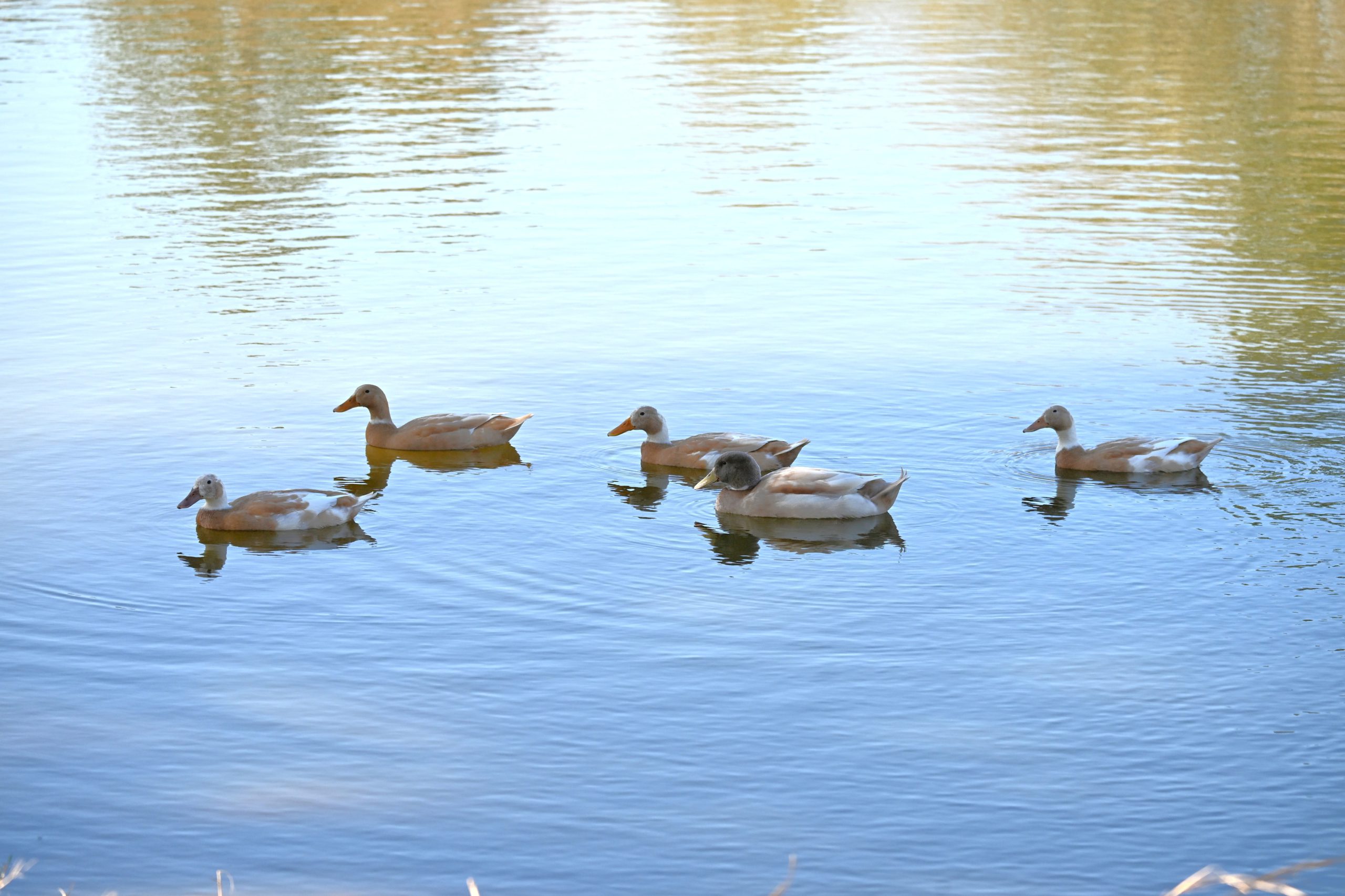Ducks swimming on the pond