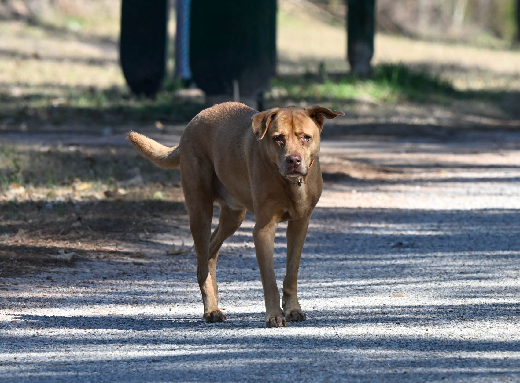 Brown dog walking on a gravel path