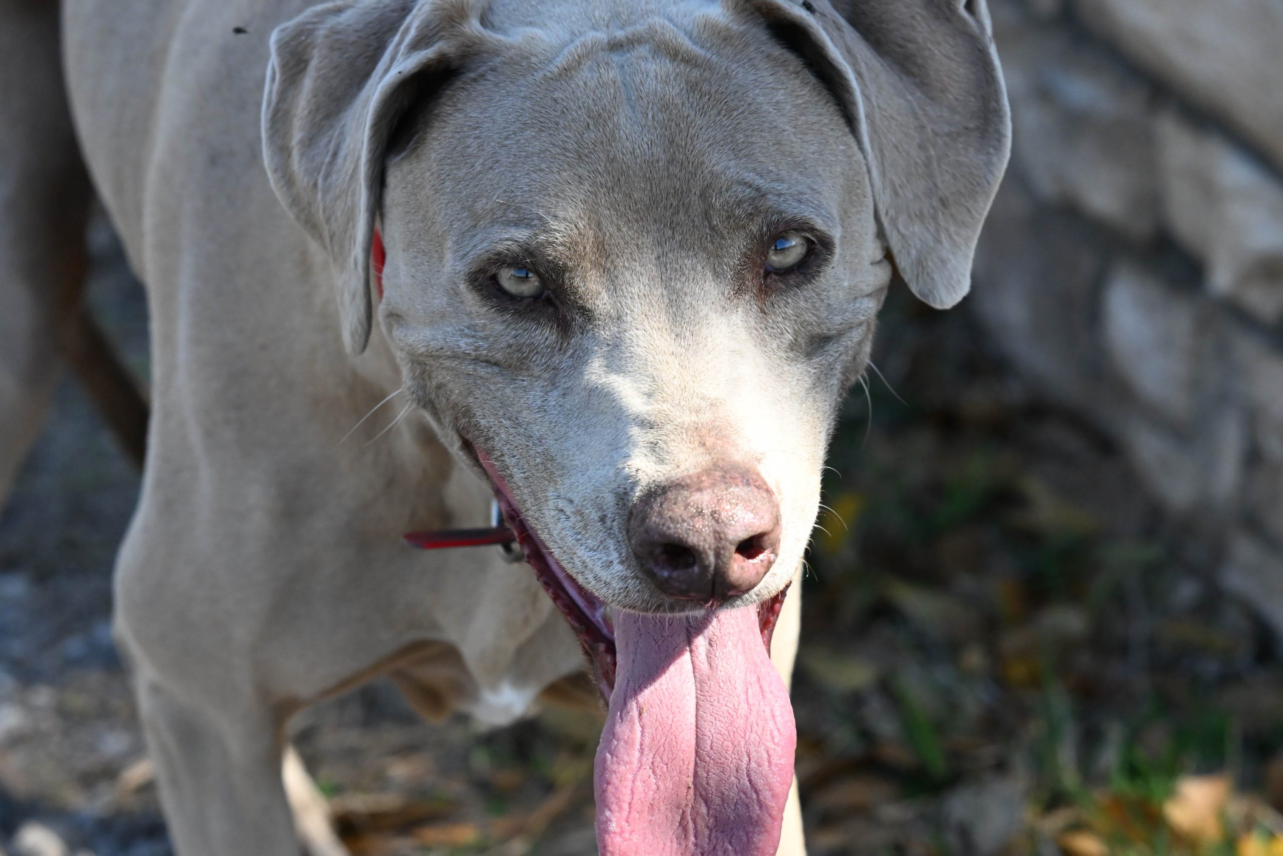 Grey dog looking at the camera