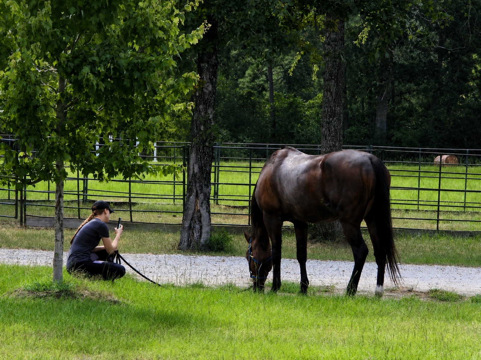 Horse grazing in a Firecreek paddock
