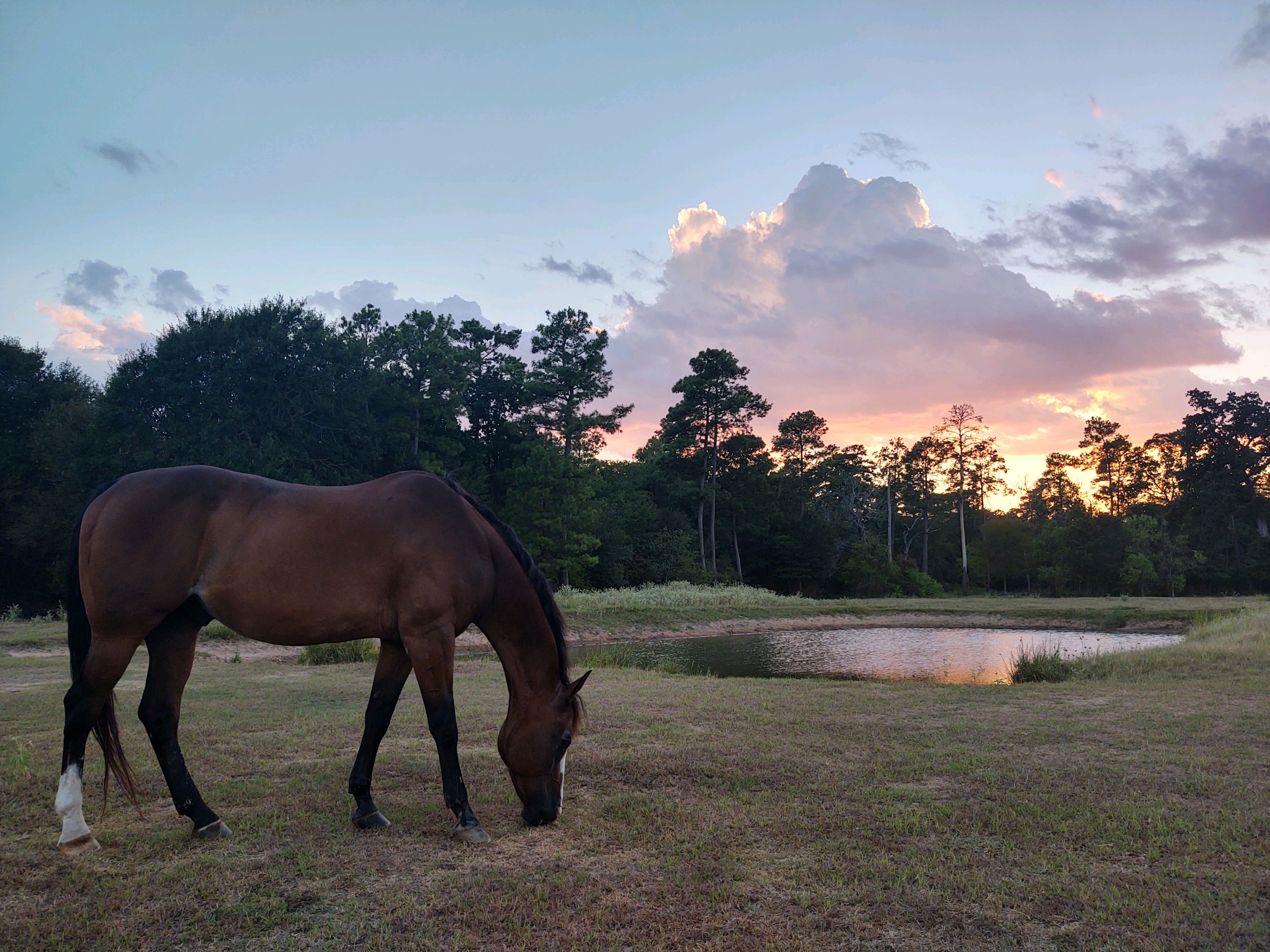 A horse grazing at sunset