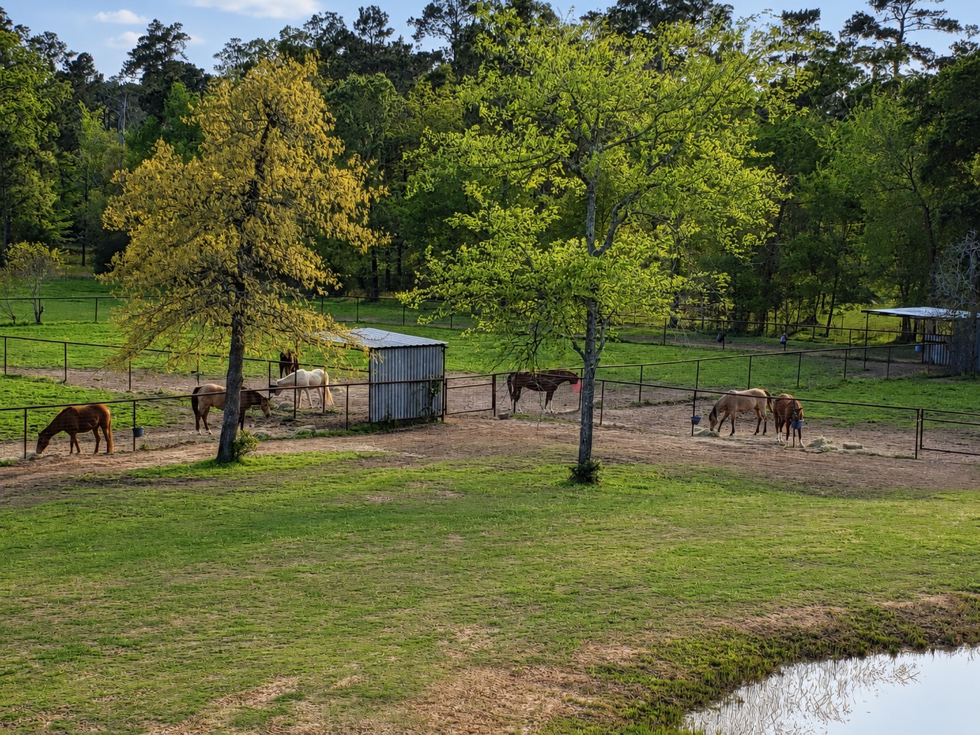 Horses in private paddocks with run-in sheds
