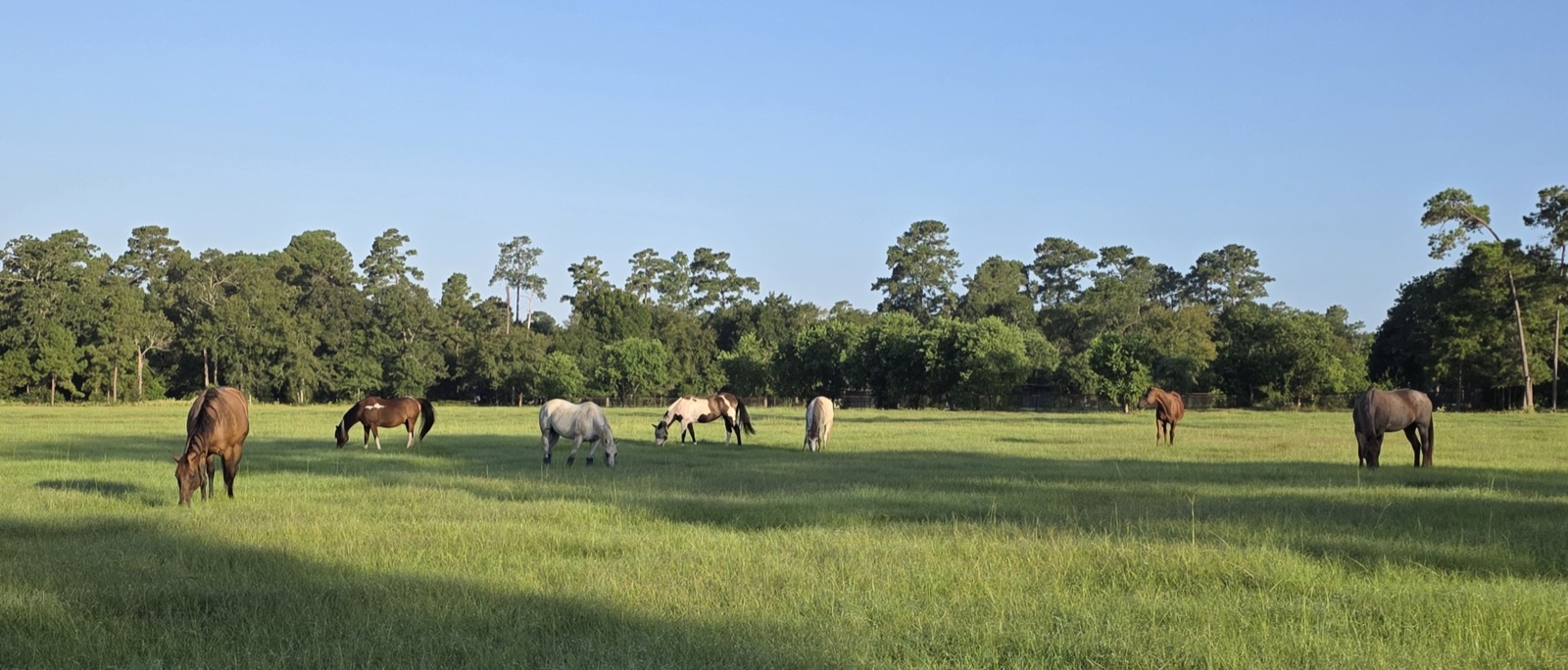 Horses grazing in a spacious turnout pasture
