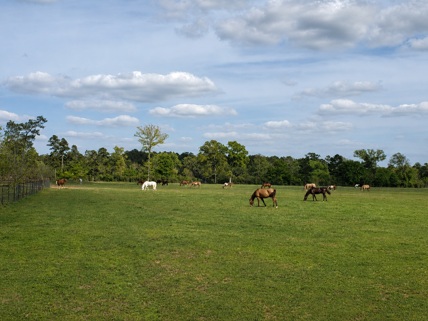 A horse in a distant green field