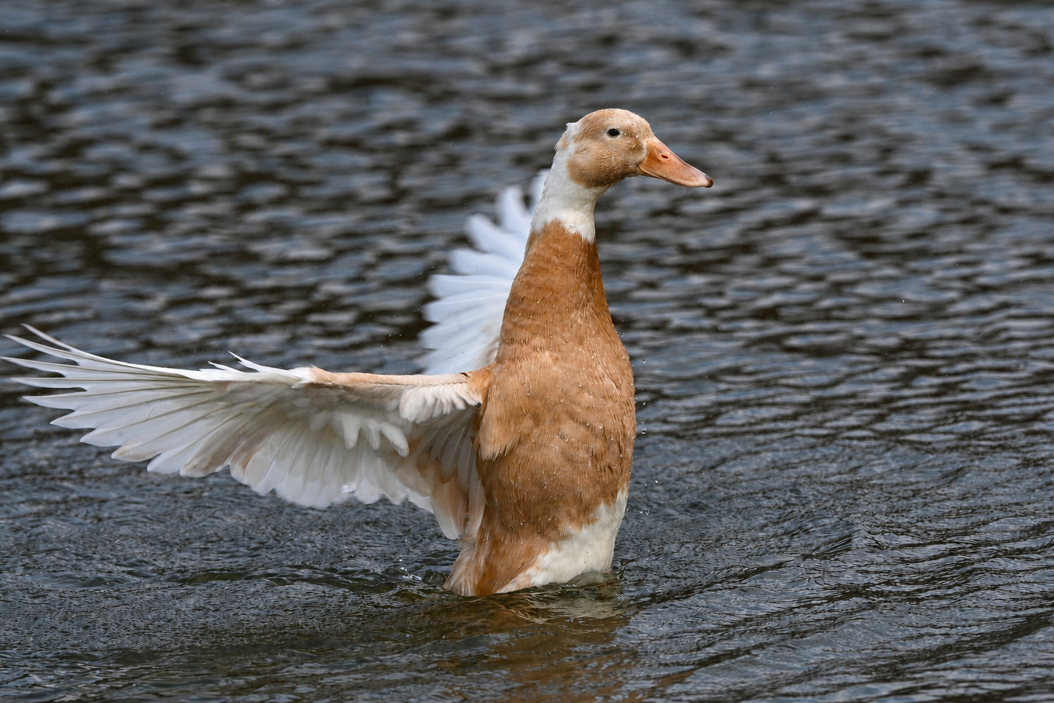 A duck with wings spread on the water