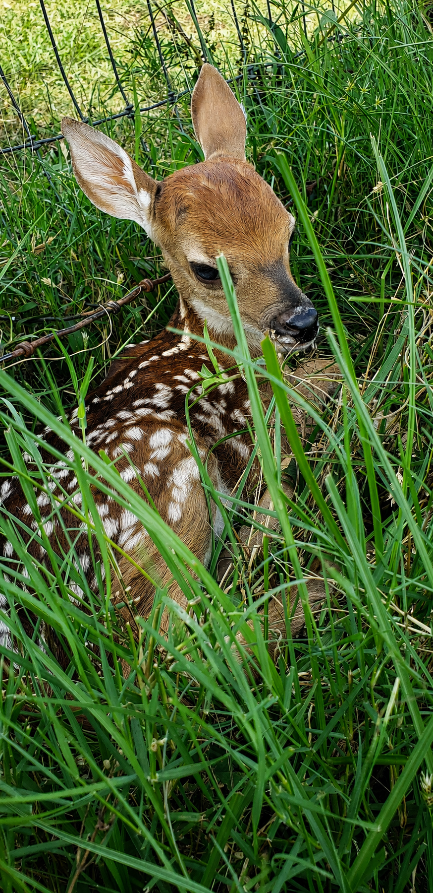 A fawn hiding in tall green grass