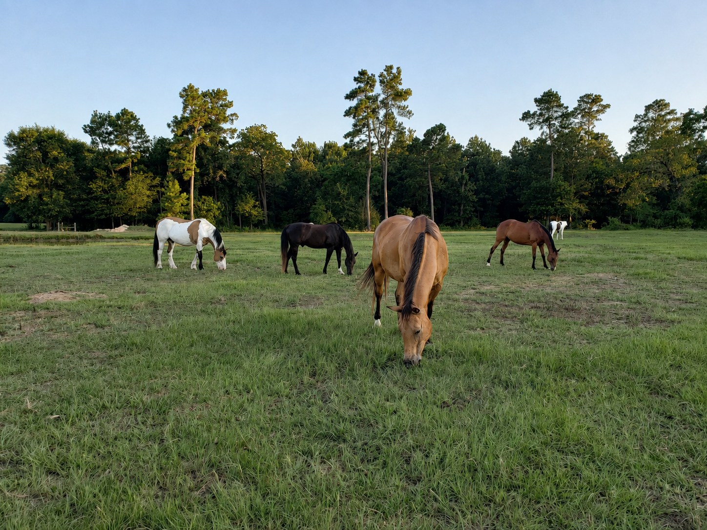 Horses grazing in a green pasture