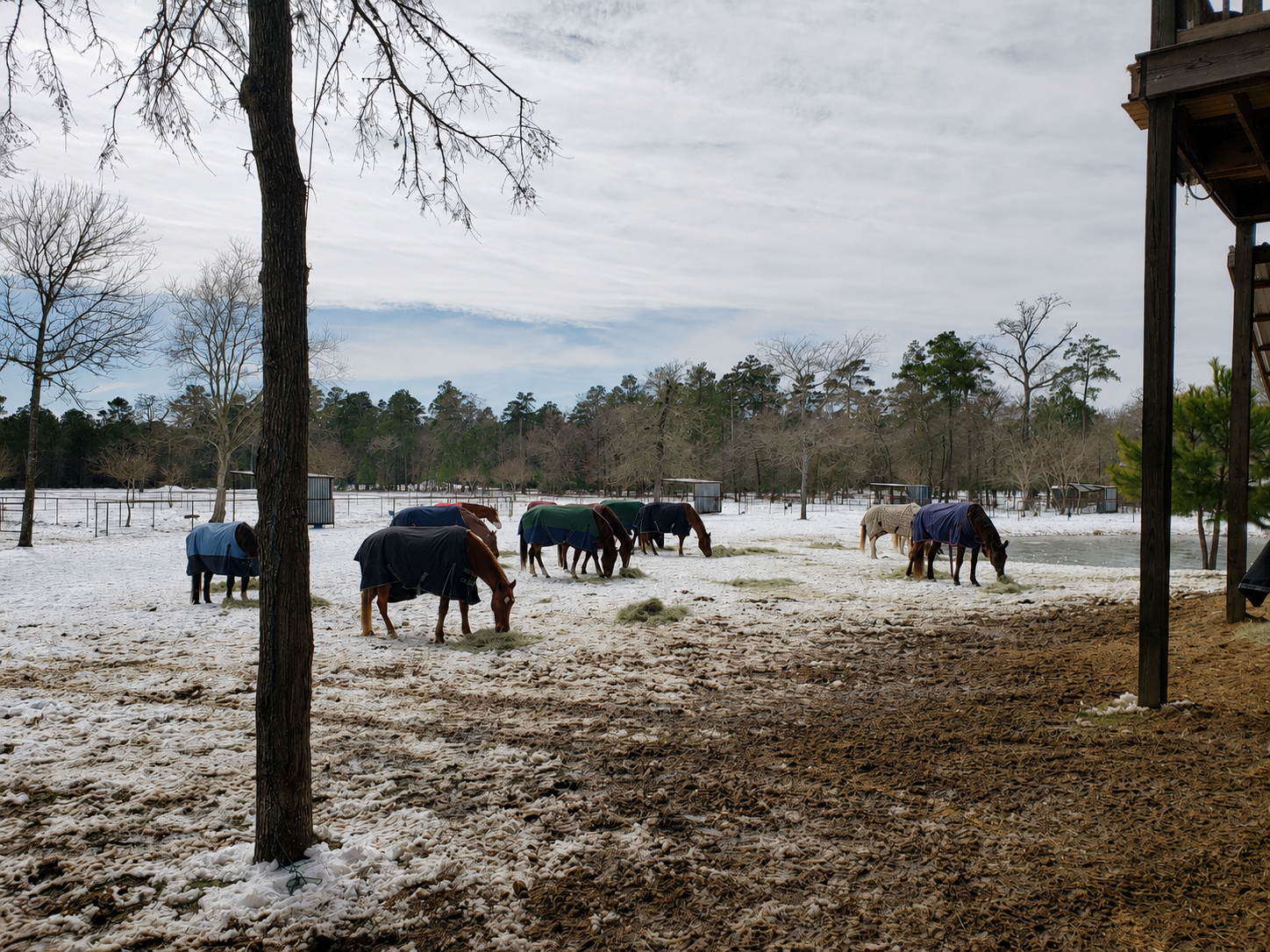 Horses in a snow-covered field