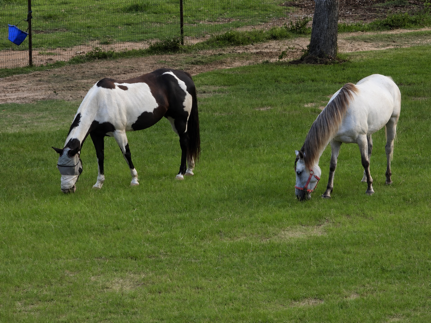A spotted horse and a grey horse grazing