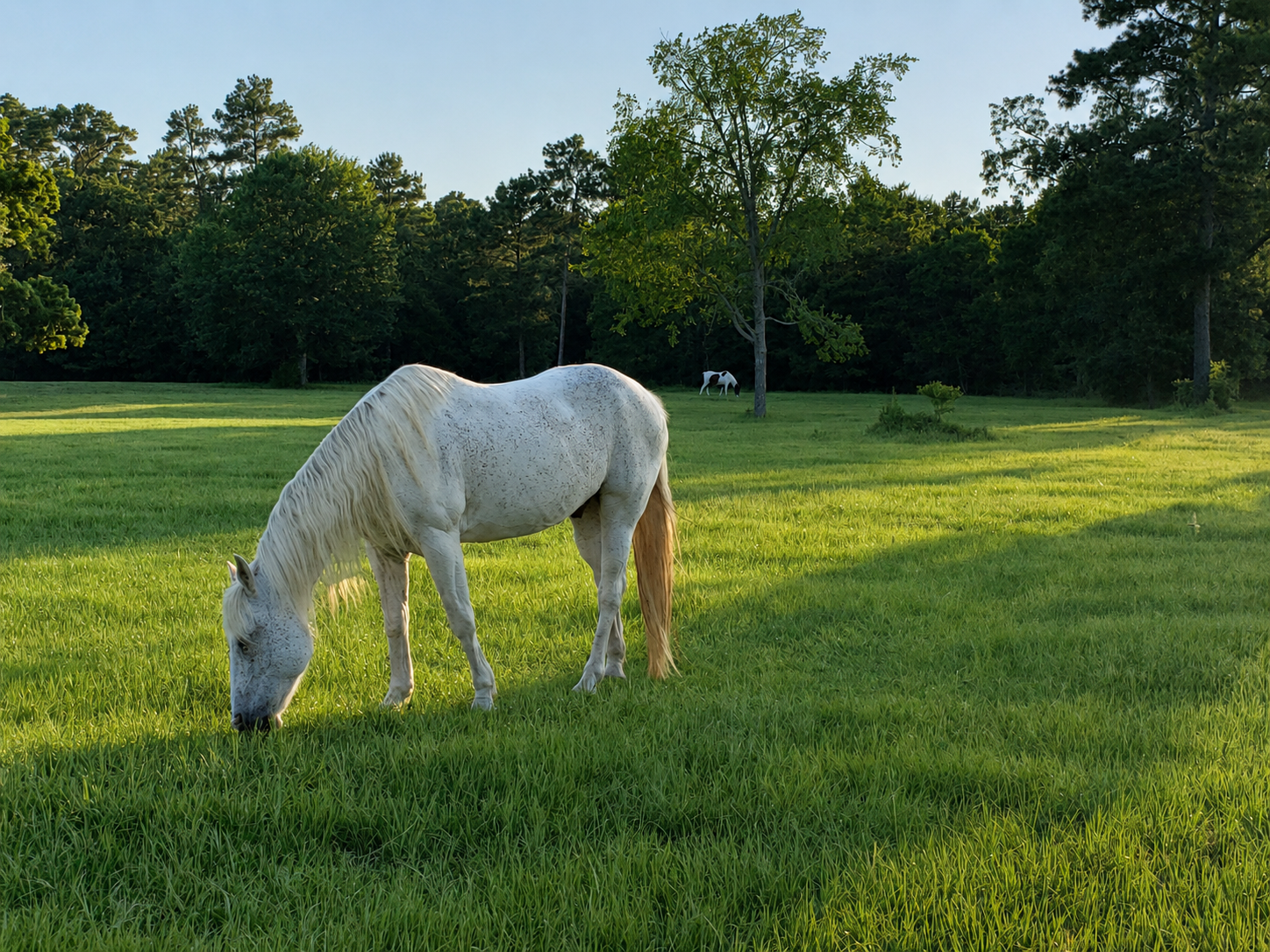 A white horse grazing in a sunny field